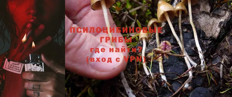 Галлюциногенные грибы Magic Shrooms  мориарти состав  Мытищи 